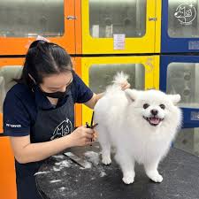 hú Cưng Hè 2026: Trông Pet Thông Minh & Mạng VTVcab